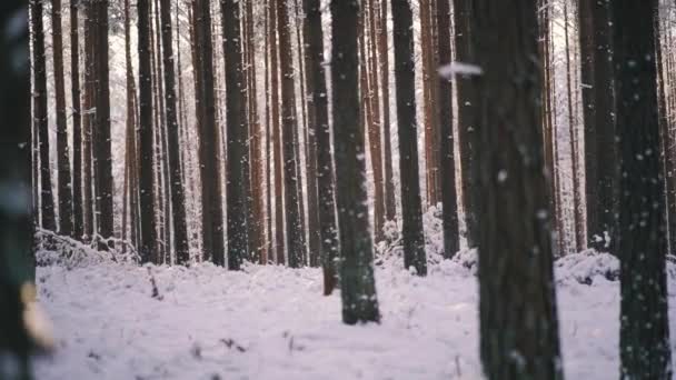 在冬季的树林里 水平摄像罩着积雪的树干 探索白雪覆盖的森林 — 图库视频影像