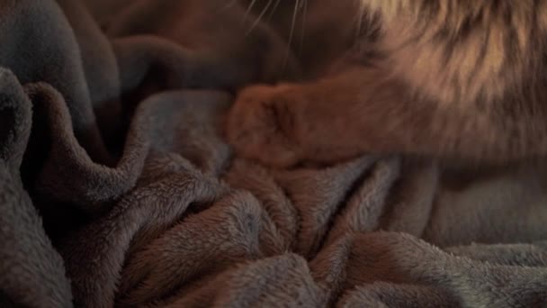 Cat Kneading Purring Male Cat Pushing His Claws Out Blanket — Video Stock