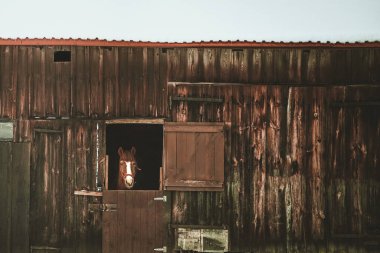 horse looks into the camera outdoors. horse sticks his head through a window
