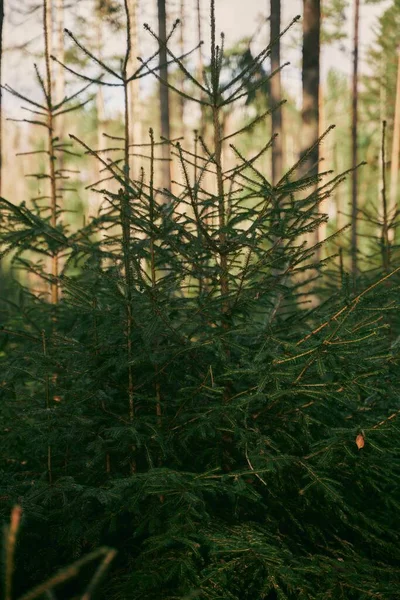 Концепція Лісів Молоді Паростки Хвойних Дерев Невелике Садіння Ялини Росте — стокове фото