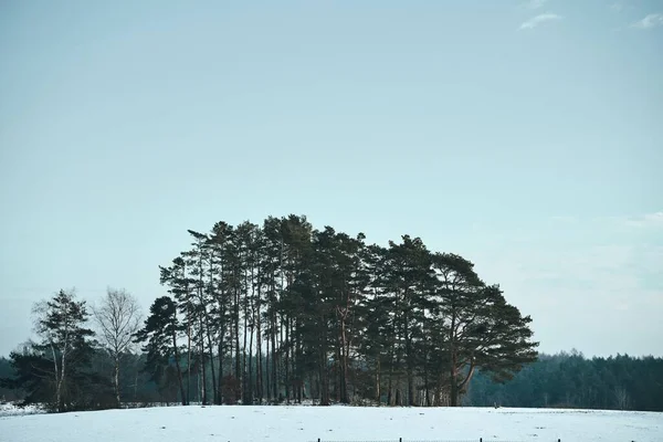 雪に覆われたフィールド全体の常緑樹のグループ 冬の田園風景 — ストック写真