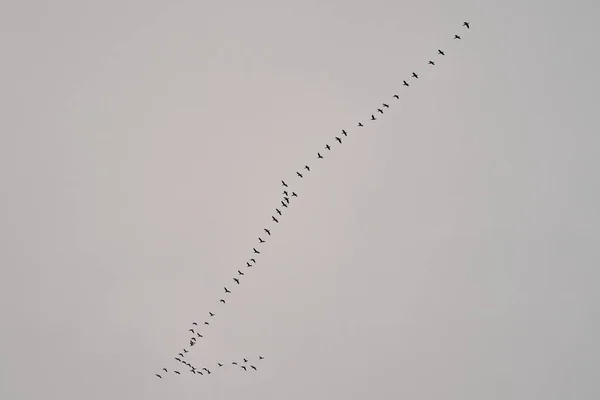 Uno Stormo Uccelli Isolati Nel Cielo — Foto Stock