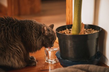 Kedi bardaktan temiz musluk suyu içer. Evcil bir hayvanın susuz kalmaması fikri.