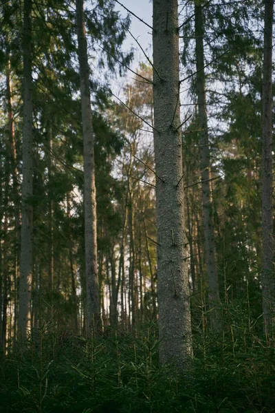 Boomstam Blaft Dicht Het Bos Natuurlijke Achtergrond — Stockfoto
