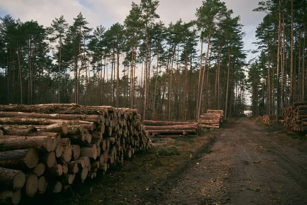 Lumber Stored Stacked Piles Forest Close Wooden Logs Sorted — Stok fotoğraf