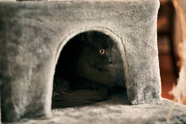Portrait of cat hiding in cat house. Curious cat playing indoors.