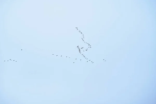 Bando Pássaros Isolados Céu — Fotografia de Stock