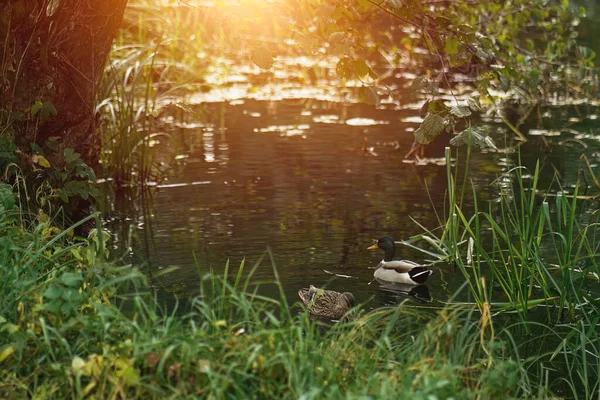 stock image beautiful lake scenery with sunray. idyllic landscape with the river in the forest.