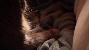 cat kneading and purring. male cat pushing his claws in and out on the blanket. slow-motion video.
