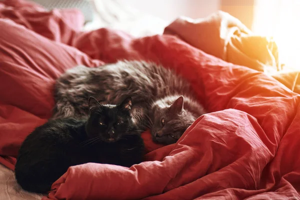 Deux Chats Endormis Regardent Dans Caméra Chat Regardant Droit Dans — Photo