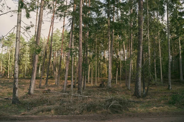 Стихійні Лиха Європейських Лісах Ліс Знищений Під Час Бурі — стокове фото