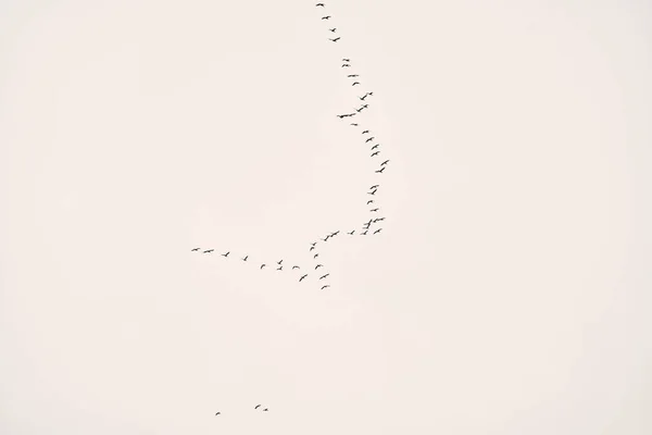 Zwerm Vogels Geïsoleerd Lucht — Stockfoto