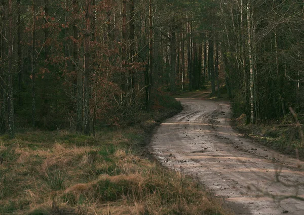 Winding Forest Gravel Track Moody Day European Woods Landscape — Foto Stock