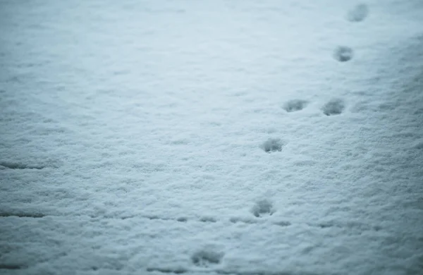 stock image animal tracks on fresh snow