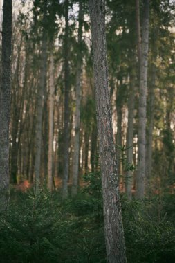 Ağaç gövdesi ormanda kapanıyor. doğal arkaplan