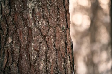 Ağaç kabuğunun arka plan dokusu karla kaplı. Karlı yeşil ağaç kabuğu.