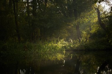 Güneş ışığıyla güzel bir göl manzarası. Ormandaki nehirle birlikte cennet manzarası.