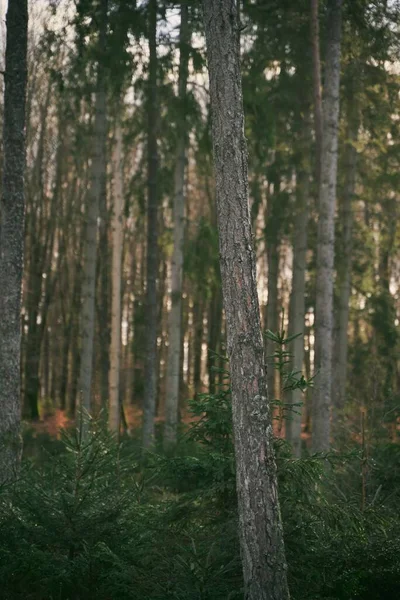 Tronco Albero Corteccia Vicino Nella Foresta Sfondo Naturale — Foto Stock