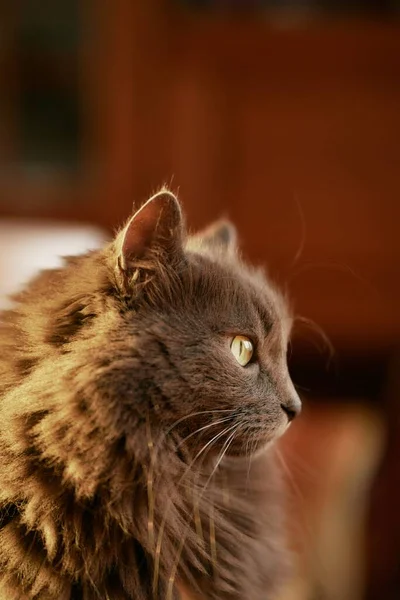 一只灰色雄性猫的内部肖像 饲养家养宠物的概念 — 图库照片