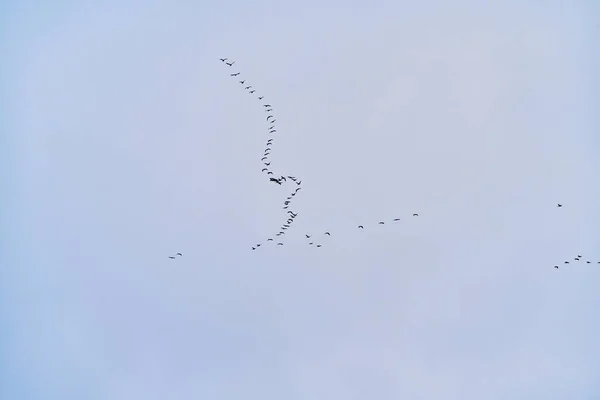 Troupeau Oiseaux Isolés Sur Ciel — Photo