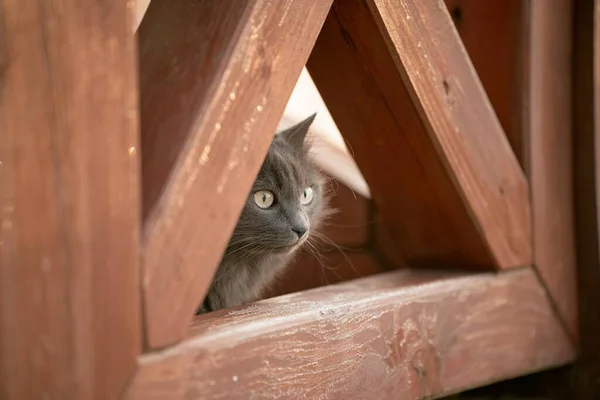 Πορτρέτο Μιας Όμορφης Γάτας Κρατώντας Κατοικίδια Ζώα Μέσα Στο Σπίτι — Φωτογραφία Αρχείου
