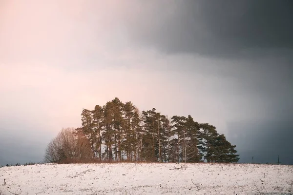 Eine Gruppe Immergrüner Bäume Auf Schneebedeckten Feldern Ländliche Landschaft Winter — Stockfoto