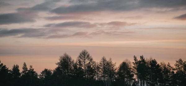 森と空 森の中の青い空に対するトップ枝 — ストック写真