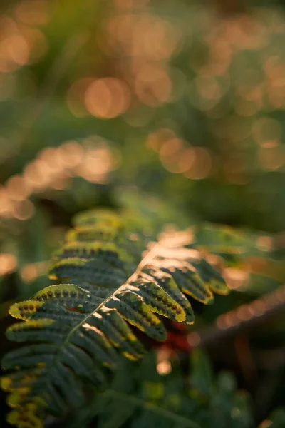 Sonniges Wetter Wald Makroaufnahme Von Dunkelgrünem Farn Gegen Sonnenstrahlen — Stockfoto
