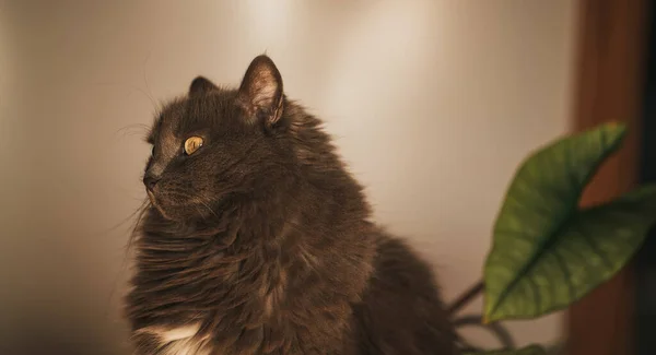 Gri Bir Erkek Kedinin Portresi Evcil Hayvanları Evde Tutma Kavramı — Stok fotoğraf
