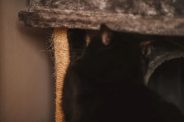 Karmoló Állomás Macskáknak Lakás Belsejében Háziállat Tenyésztési Tevékenység — Stock Fotó