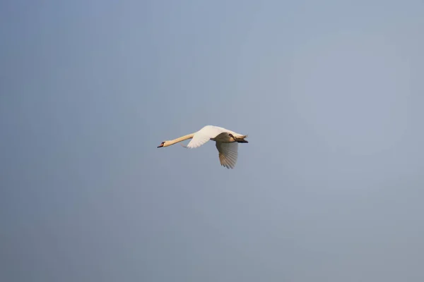 One Swan Flying Sky Solo White Swan Flies — Stock Photo, Image