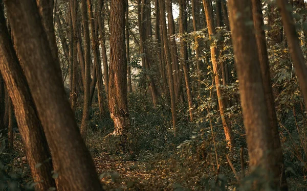 Strom Poškozený Bobry Zvířecí Stezky Lesích Parcích — Stock fotografie