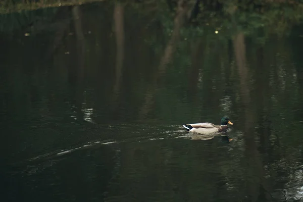 Ente Schwimmt Teich Porträt Eines Wasservogels — Stockfoto