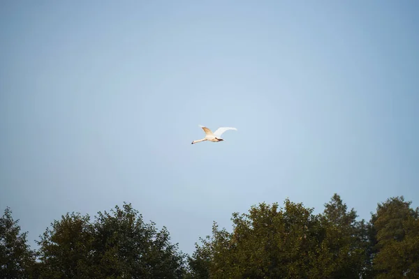 Jeden Łabędź Latający Niebie Solo Biały Łabędź Leci — Zdjęcie stockowe