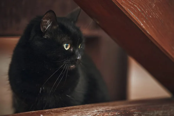 Цікавий Кіт Виходить Вулицю Дому Домашні Домашні Тварини Які Досліджують — стокове фото