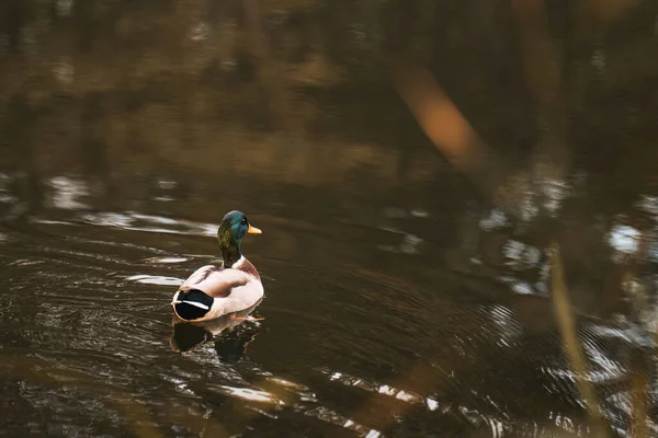 Pato Nadando Lagoa Retrato Pássaro Aquático — Fotografia de Stock