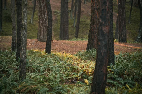 Fern Close Strong Sunlight Forest — Stock Fotó
