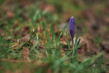 Mor, koyu yeşil arka planda kapalı bir çiçek. Çiçeklerin üzerindeki çiy damlaları