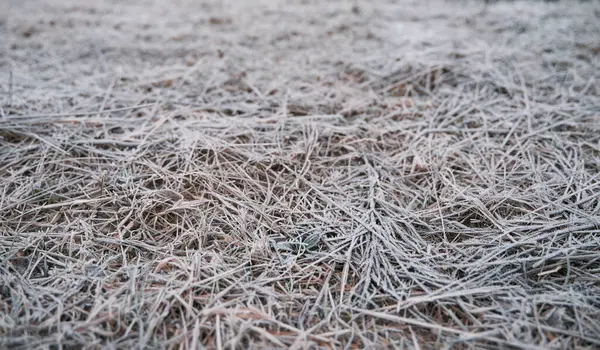 Frozen Grass Fields Frosty Winter Morning Macro Cold Weather Background — Fotografia de Stock