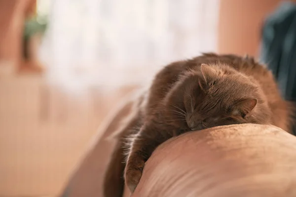 Retrato Hermoso Gato Doméstico Mantener Mascotas Dentro Del Concepto Casa — Foto de Stock