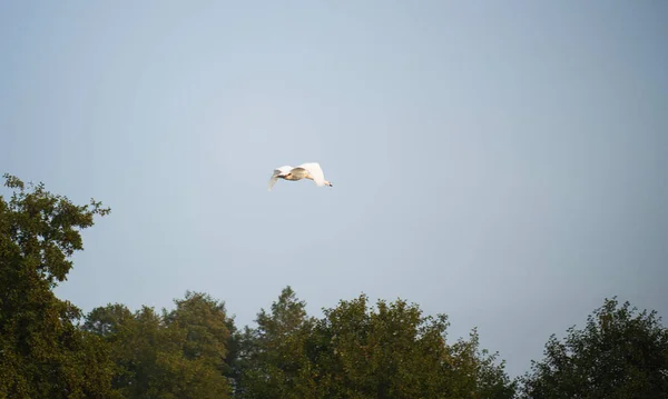 Lebădă Zburând Cer Muște Lebădă Albă Solo — Fotografie, imagine de stoc