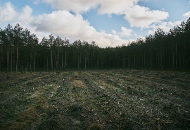 Concept of deforestation and environmental damage in the forests of Europe. Area of illegal deforestation.