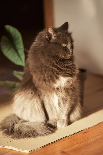 灰色の雄猫の室内肖像画 家の中にペットを飼うというコンセプト — ストック写真