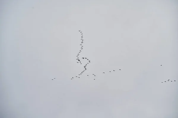 Turma Păsări Izolate Cer — Fotografie, imagine de stoc