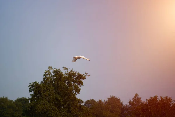 Gökyüzünde Uçan Bir Kuğu Yalnız Beyaz Kuğu Sinekleri — Stok fotoğraf