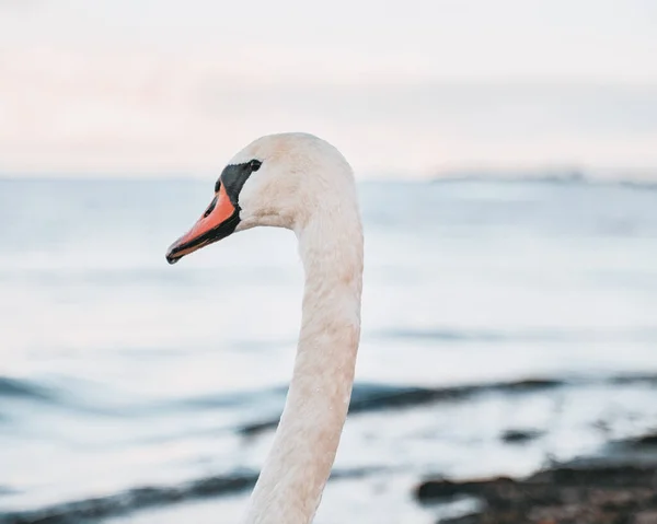 Zblízka Portrét Krásné Bílé Labutě Břehu Baltského Moře — Stock fotografie