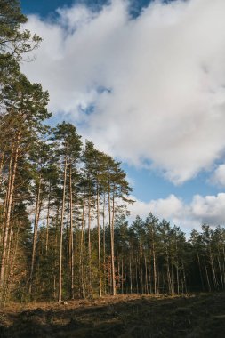 Concept of deforestation and environmental damage in the forests of Europe. Area of illegal deforestation.