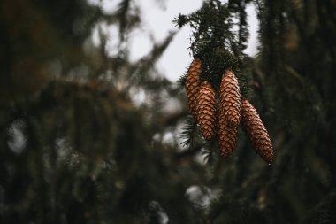 Koyu yeşil bir çam dalında bir sürü kozalak. Doğal arkaplan