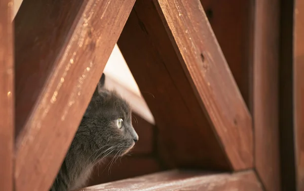 Portrait Beautiful Domestic Cat Keeping Pets House Concept — Stock Photo, Image