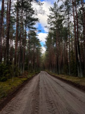 Winding forest gravel track in a moody day. European woods landscape.